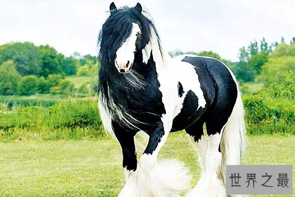 全球十大体型最高的动物排行榜