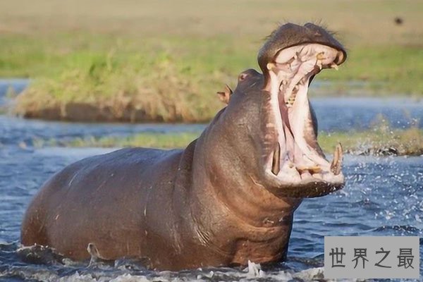 全球十大体型最高的动物排行榜