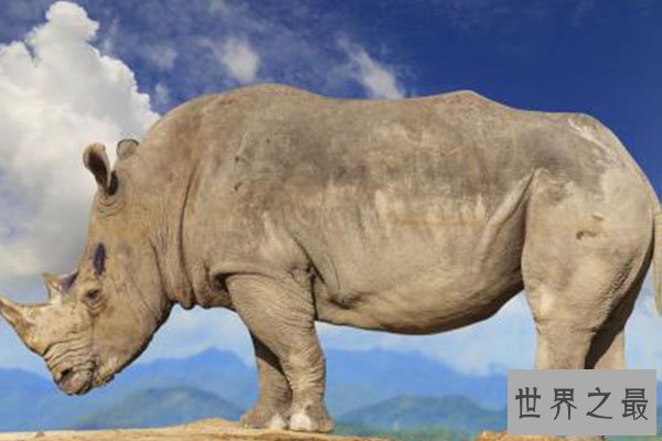 全球十大体型最高的动物排行榜