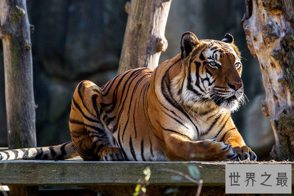 猫科动物速度排名