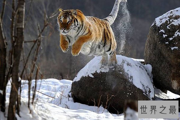 猫科动物速度排名