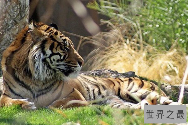 猫科动物速度排名