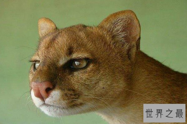 猫科动物速度排名