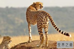 猫科动物速度排名:细腰猫第二 第一可达115公里每小时