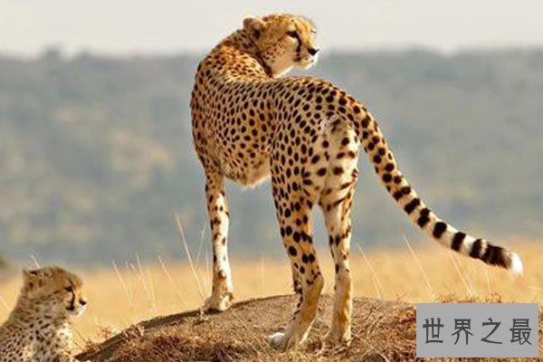 猫科动物速度排名