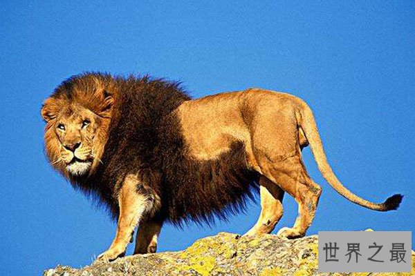 猫科动物速度排名