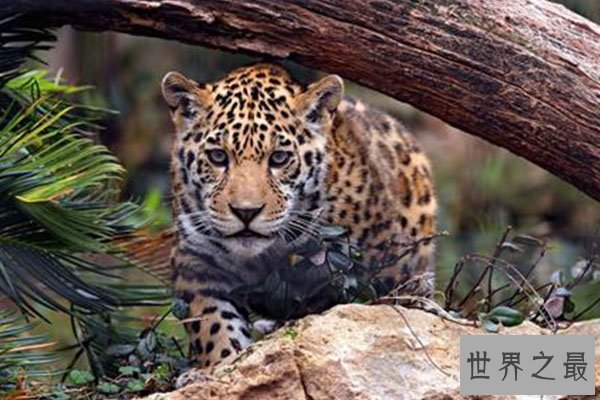 猫科动物速度排名