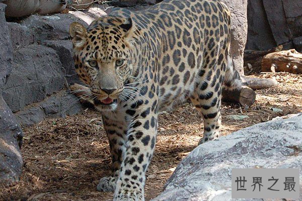 猫科动物速度排名