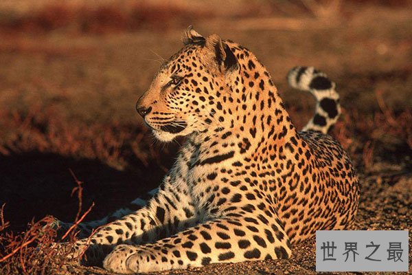 猫科动物速度排名