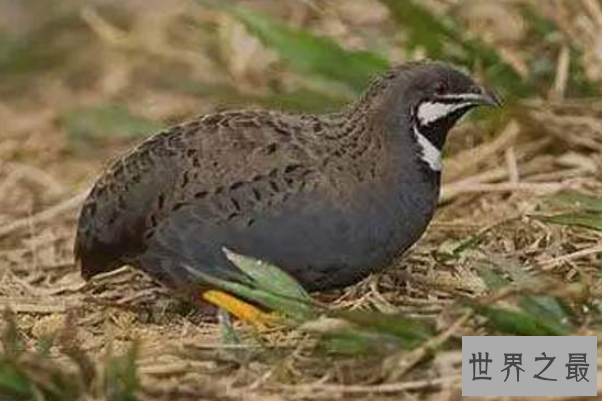 陆地上最小的十大动物排名：芦丁鸡上榜，排名第一身材仅5厘米