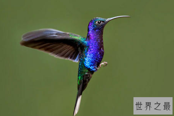 陆地上最小的十大动物排名：芦丁鸡上榜，排名第一身材仅5厘米