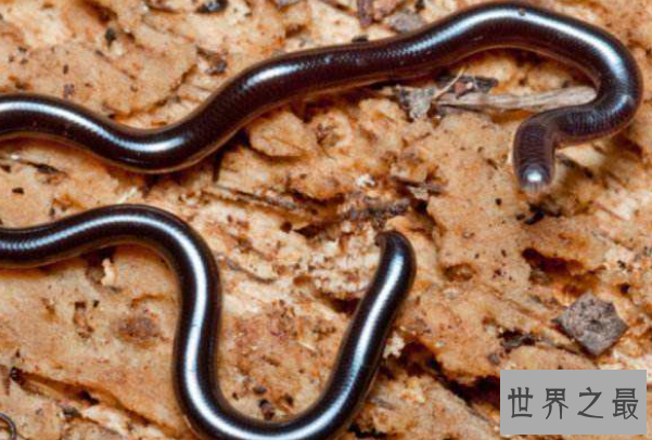 陆地上最小的十大动物排名：芦丁鸡上榜，排名第一身材仅5厘米