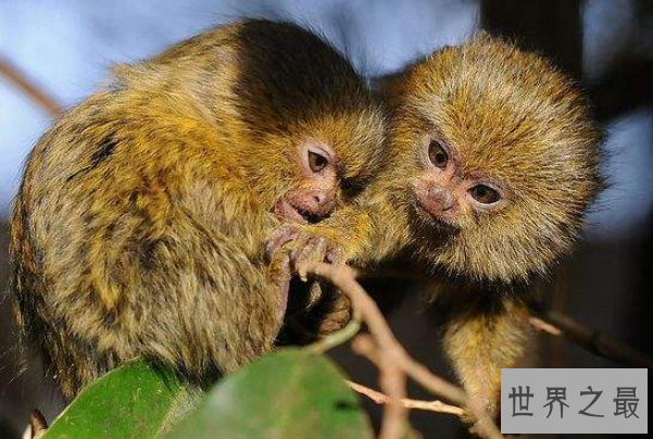 陆地上最小的十大动物排名：芦丁鸡上榜，排名第一身材仅5厘米