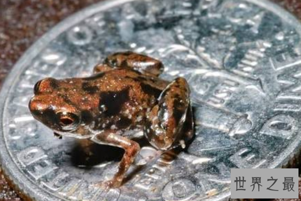 陆地上最小的十大动物排名：芦丁鸡上榜，排名第一身材仅5厘米