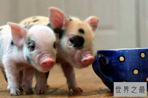 陆地上最小的十大动物排名：芦丁鸡上榜，排名第一身材仅5厘米