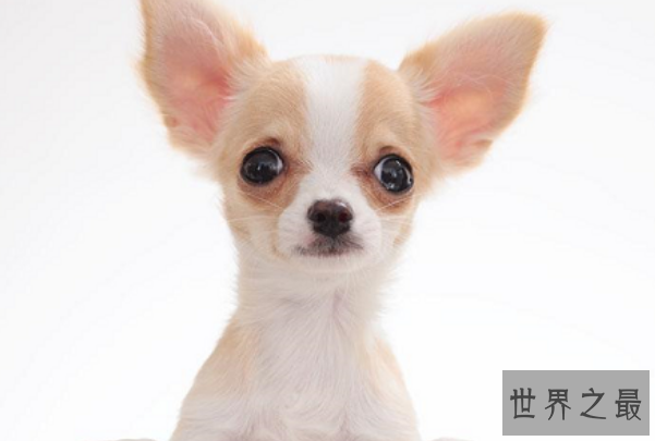 陆地上最小的十大动物排名：芦丁鸡上榜，排名第一身材仅5厘米