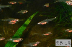 海洋里最小的十大动物排名：露比精灵灯排名第一，豆蟹第三