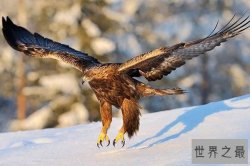 世界三大猛禽排名：金雕第一，利爪可深入猎物头骨