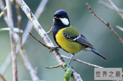 10大最漂亮的鸟排行榜：戴胜上榜，第一小巧美丽似精灵