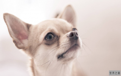 最萌宠物十大排名 安哥拉兔上榜