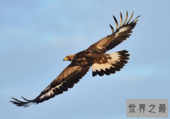 世界十大老鹰排名 最好看的老鹰上榜