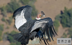 世界上最大的飞禽排名 美国国鸟上榜