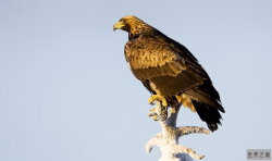 世界三大猛禽排名 金雕是老鹰的一种