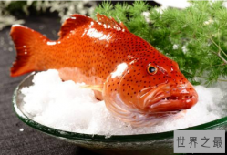 全球10大名贵海鱼排行榜 石斑鱼可谓是鱼中贵族