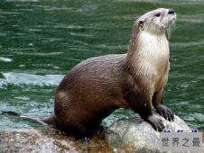 世界最聪明的十大动物排名 人人喊打的老鼠上榜