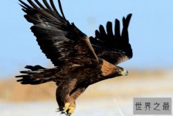 全球十大凶猛的鸟排行榜 金雕高大威武翼展可达两米多长