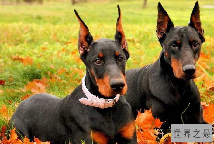 世界最聪明的十大名犬 贵宾排第二，拉布拉多仅第七