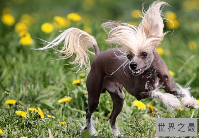 世界十大最干净的狗 第三名深得慈禧宠爱，还可暖床