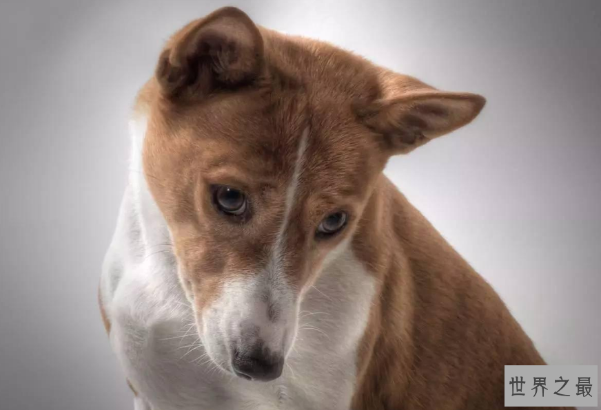 世界十大最干净的狗 第三名深得慈禧宠爱，还可暖床