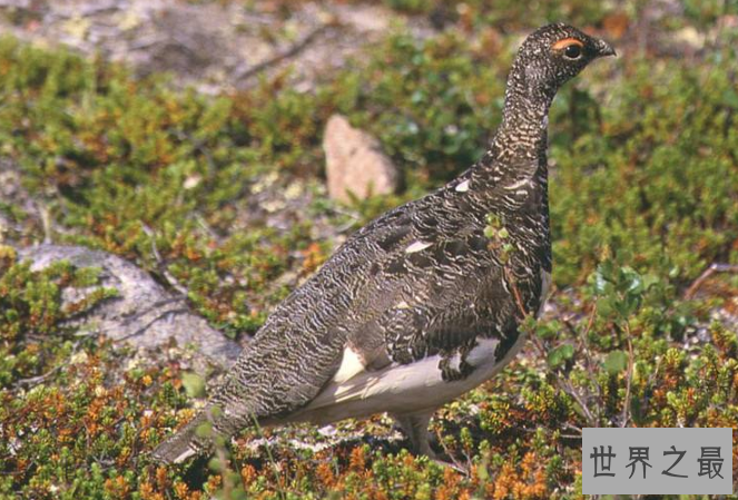 世界已经灭绝的十大可爱动物 这些物种，你认识几个