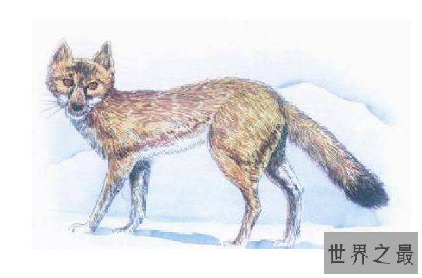 世界已经灭绝的十大可爱动物 这些物种，你认识几个