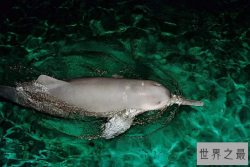 世界已经灭绝的十大可爱动物 这些物种，你认识几个