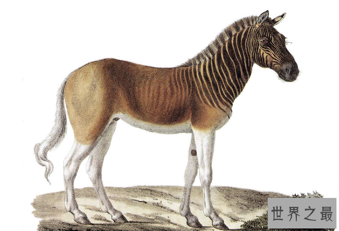 世界已经灭绝的十大可爱动物 这些物种，你认识几个