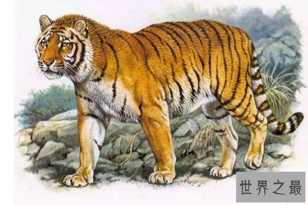 世界已经灭绝的十大可爱动物 这些物种，你认识几个