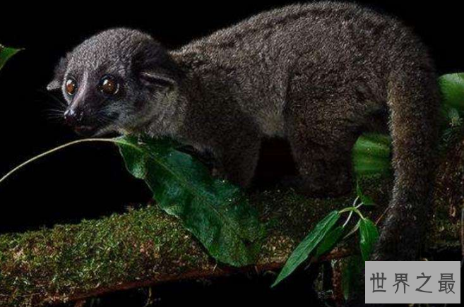 世界已经灭绝的十大可爱动物 这些物种，你认识几个