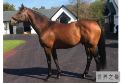 世界十大名马 纯血马位列第一，价值千万美金