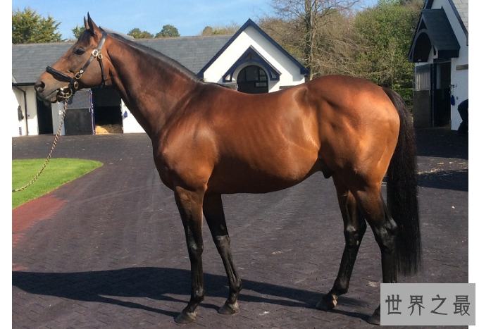 世界十大名马 纯血马位列第一，价值千万美金