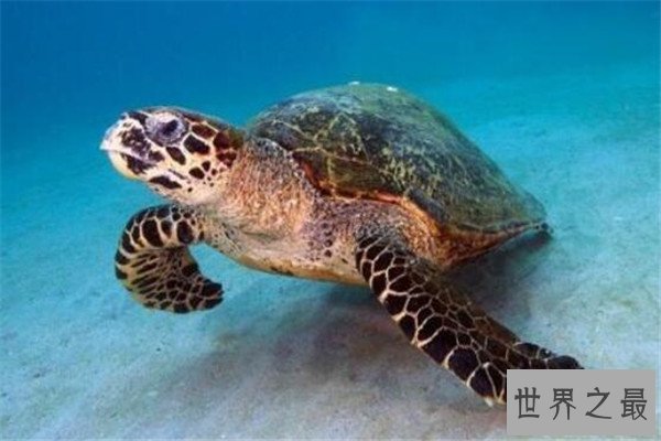 世界最大的十大乌龟 黑海龟数量在减少，榜首基本无争议
