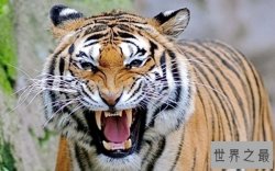 世界十大禁养名猫：第9体型娇小却能干翻羚羊