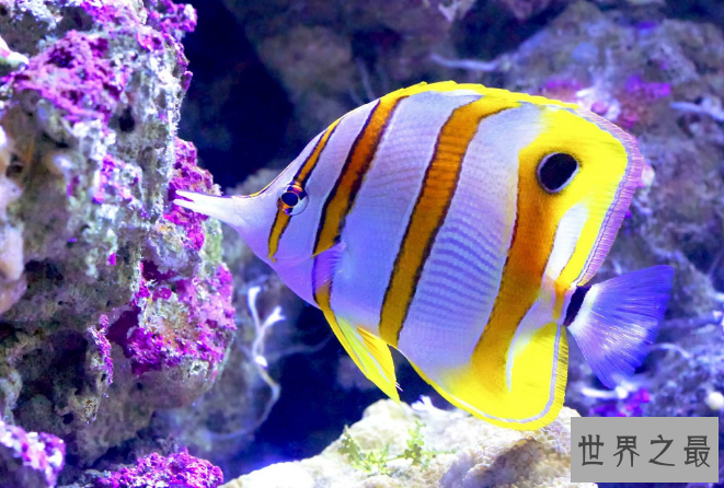 世界十大最漂亮的热带鱼 个个颜值爆表，有你喜欢的吗