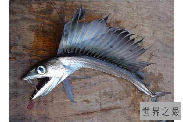世界十大古老鱼类 这些海底活化石，你认识吗