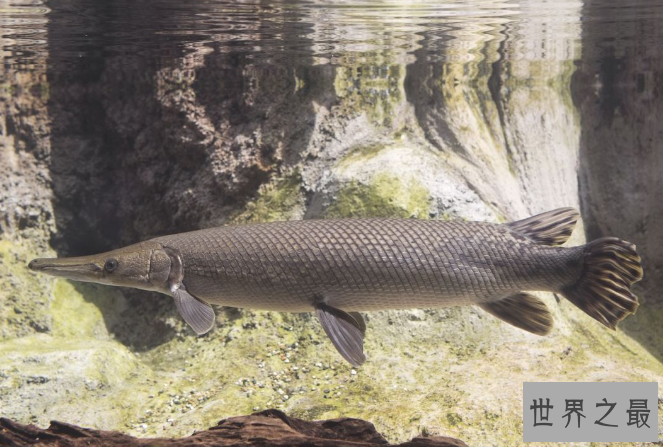 世界十大古老鱼类 这些海底活化石，你认识吗