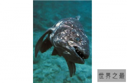 世界十大古老鱼类 这些海底活化石，你认识吗