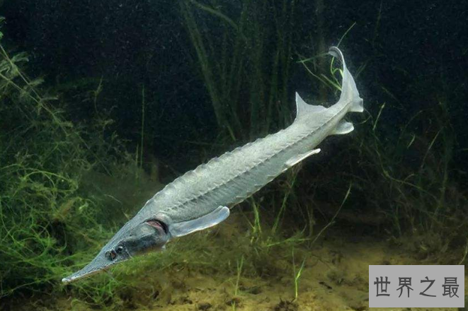 世界十大古老鱼类 这些海底活化石，你认识吗