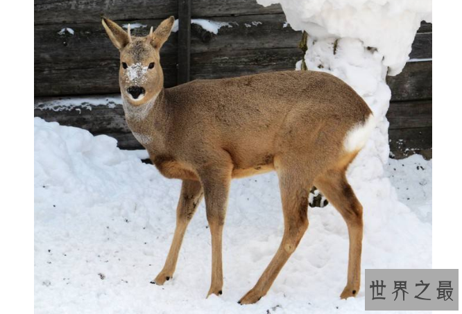 世界智商最低的六大动物 绵羊上榜，第一因太蠢快灭绝