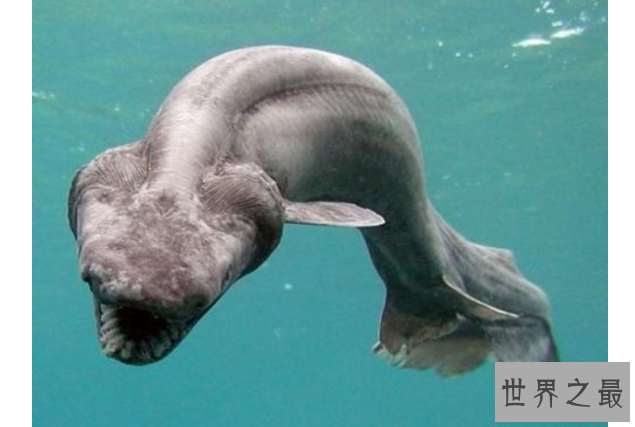 世界十大古老鱼类 这些海底活化石，你认识吗